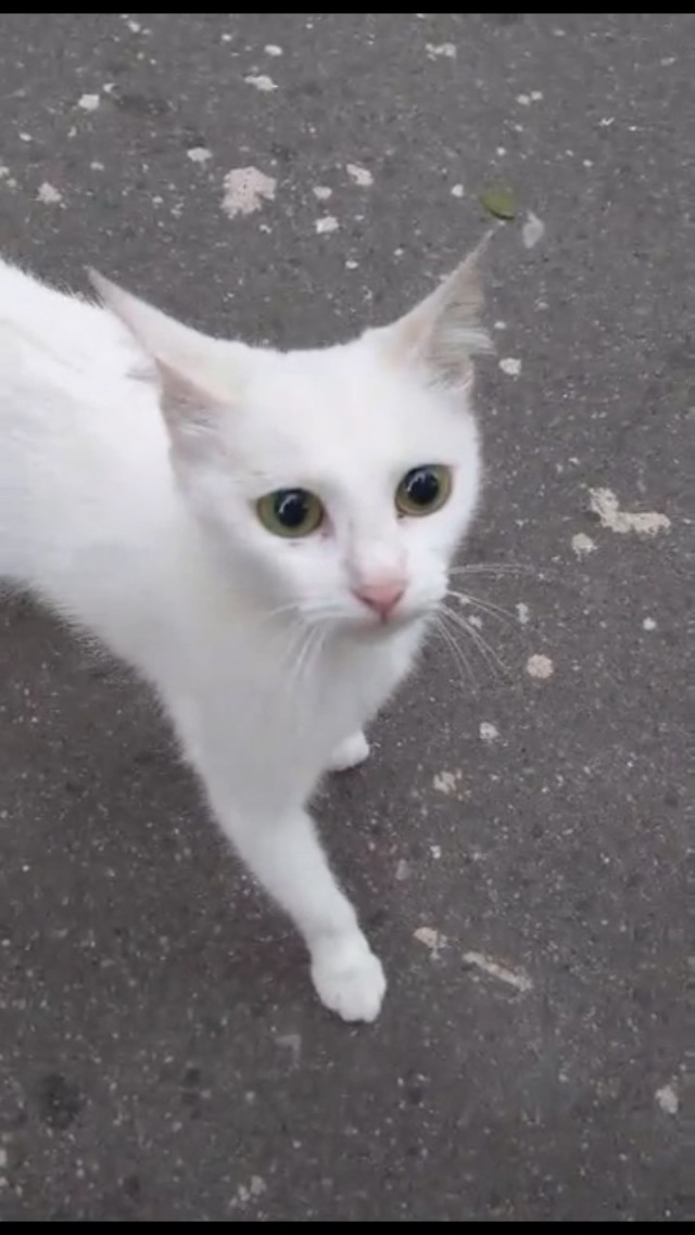 Коты и Кошки