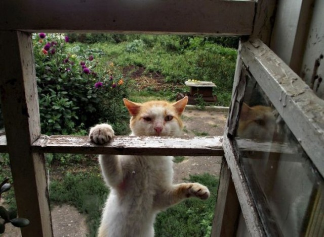 Коты и Кошки