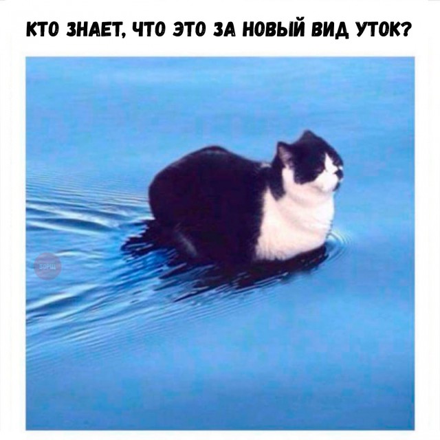 Порция картинок