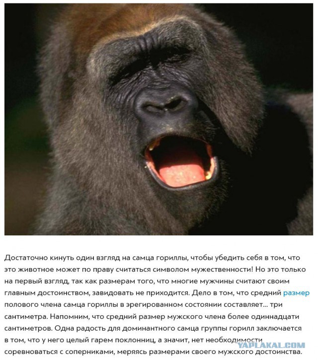 Странный Юмор