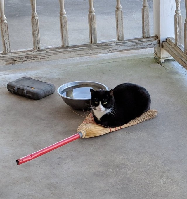 Прикольных котов пост
