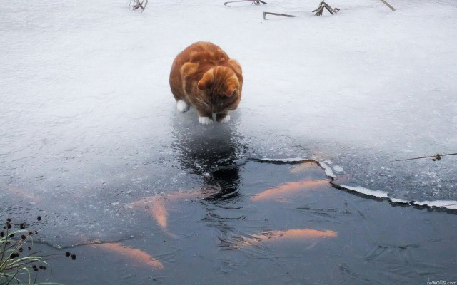 Кот без прикрас