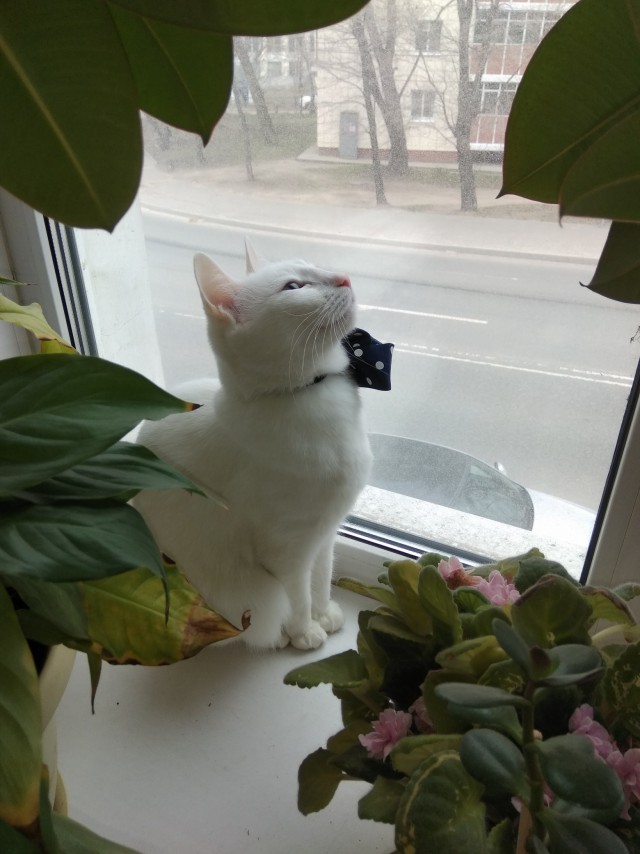 Котовторник