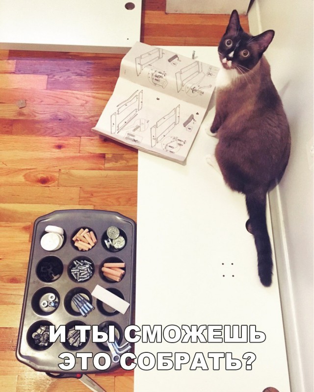 Прикольные картинки обо всём