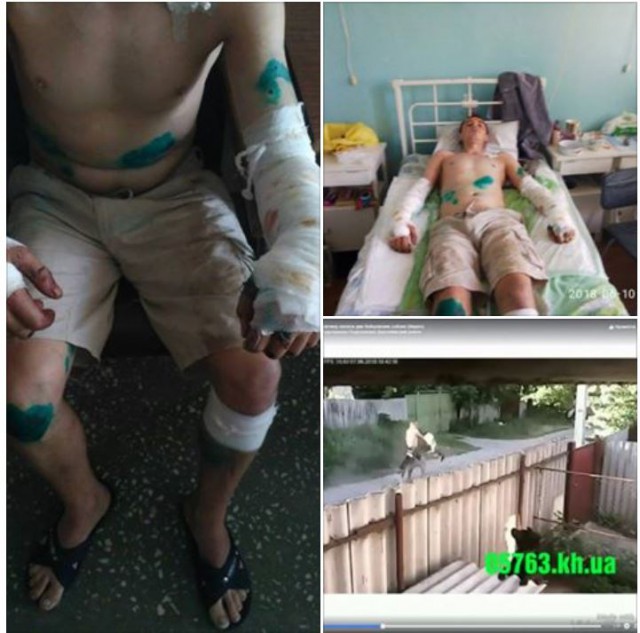 Собачки поигрались человеком