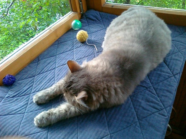 Котовторник 19.06.2018