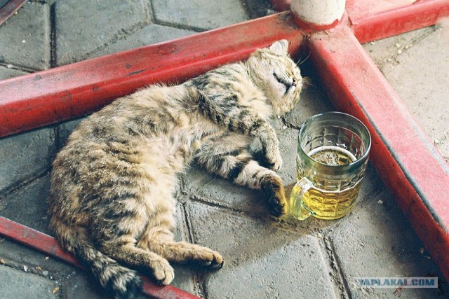 Устами котов