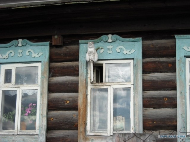 Котовторник!