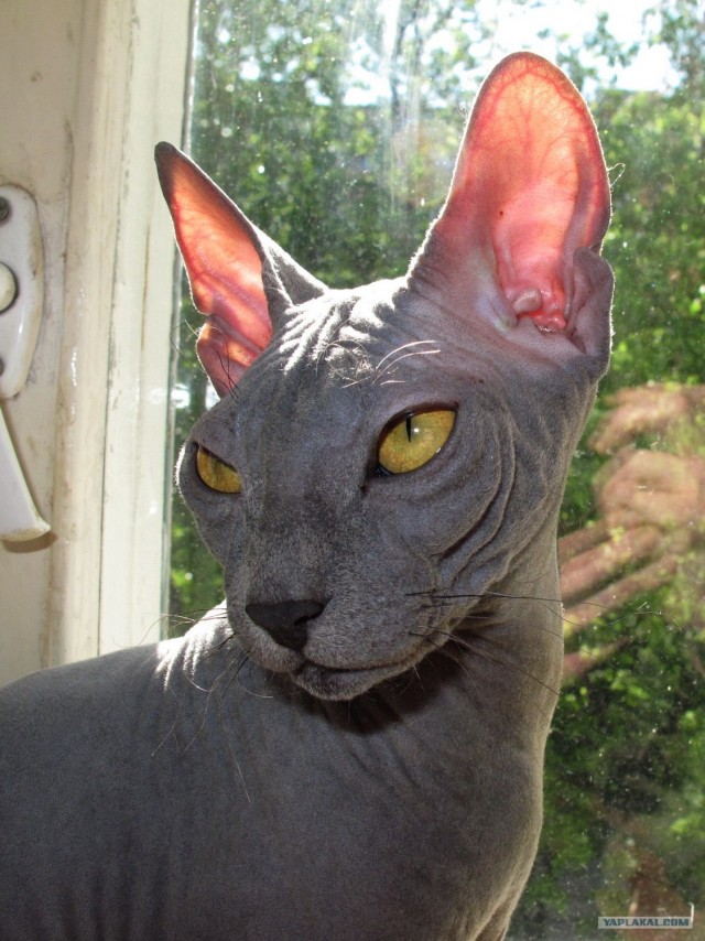 Котовторник - С праздником, котоводы!