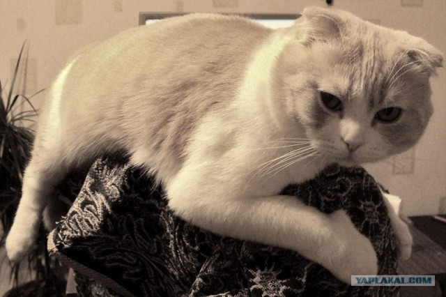 Котовторник стартует