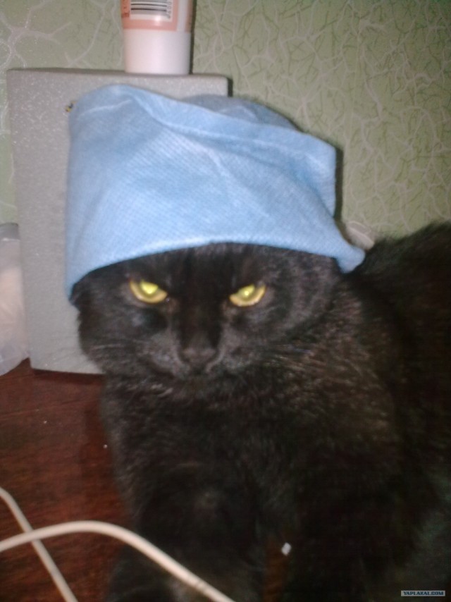 Котовторник  07.06.11