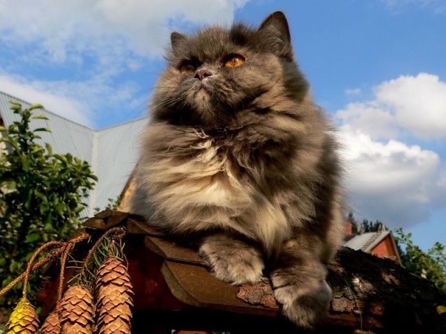 Котовторник 13.12.11 - магическе числа