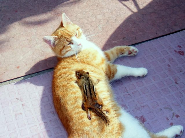 Немного милоты