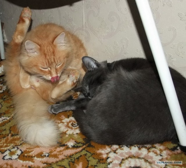 Котовторник 20.03.2012