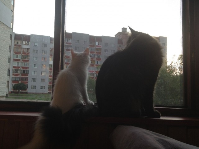 Котовторник  12. 06. 2012