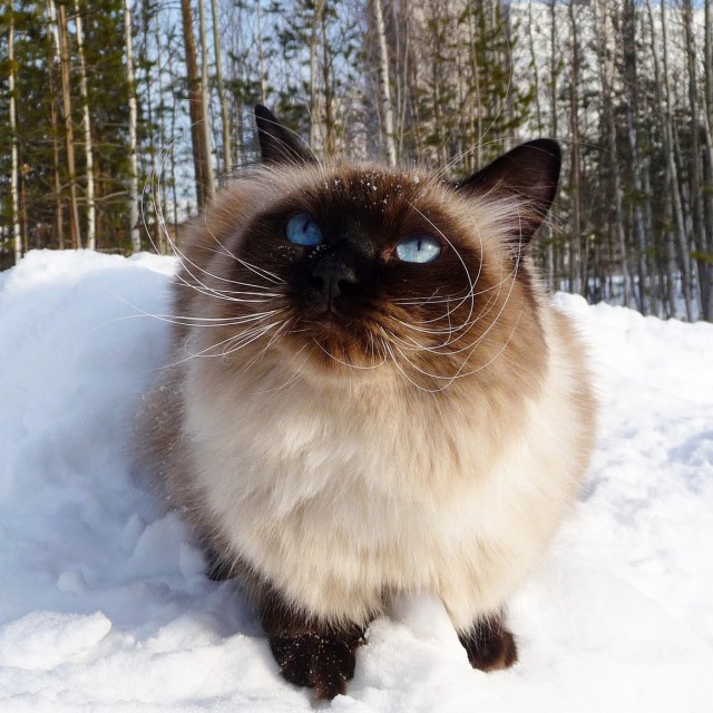 Зимние коты