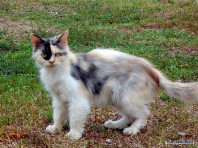 Котовторник 11.09.2012