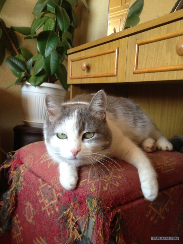 Котовторник  16.10.12