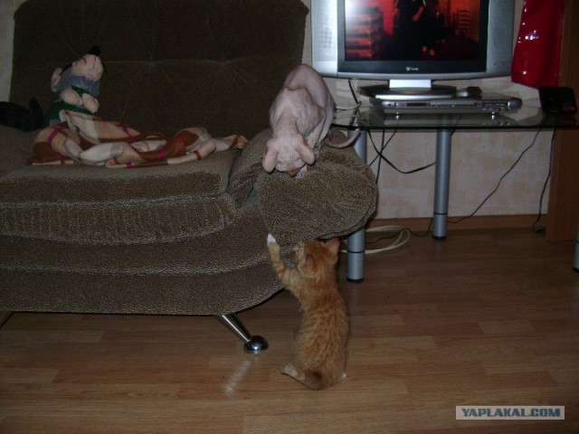 Котовторник 30.10.2012