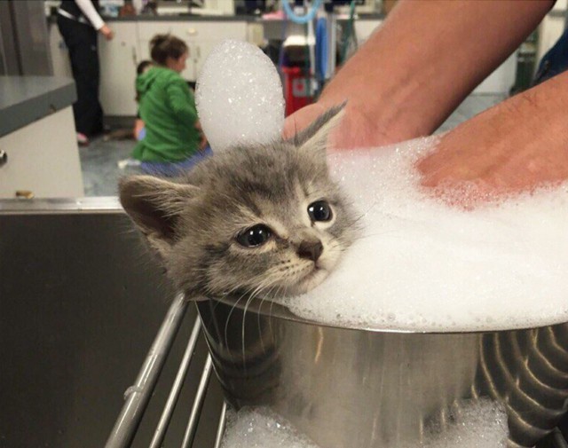 Прикольных котов пост