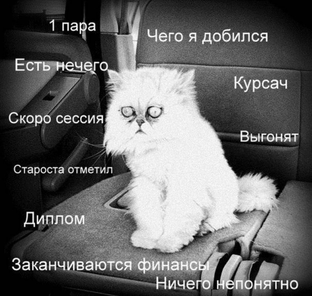 Картинки с котами и про котов