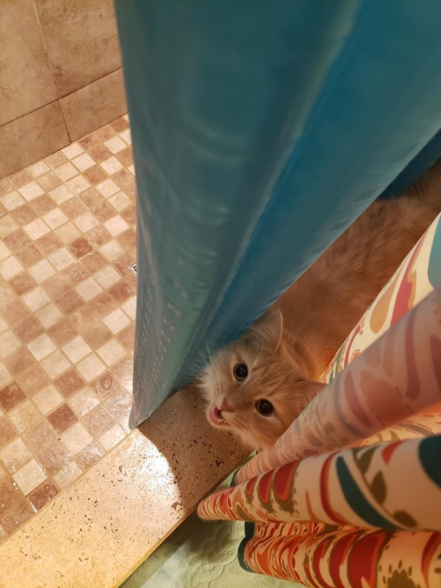 Забавные фото котеек
