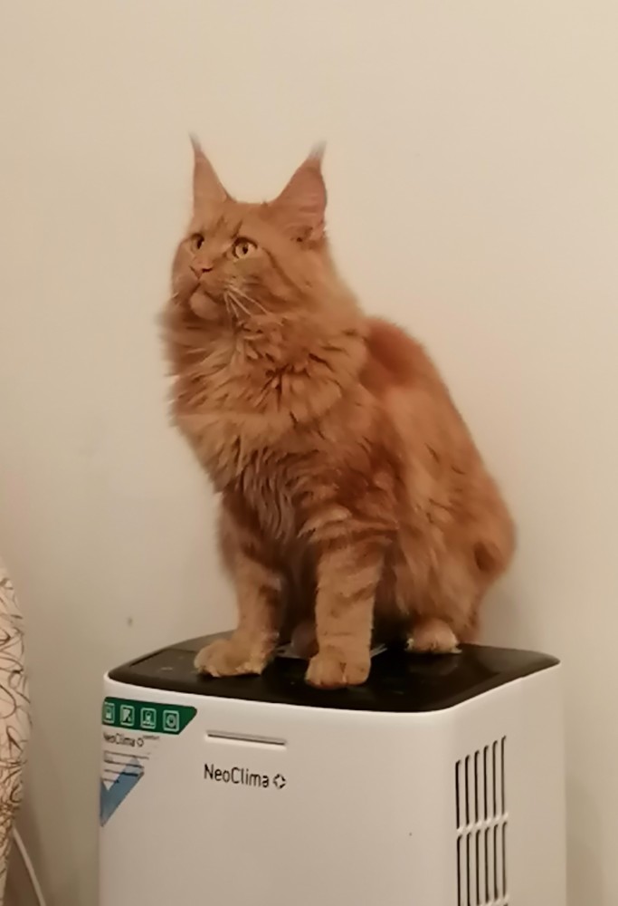 ЯП в кошках