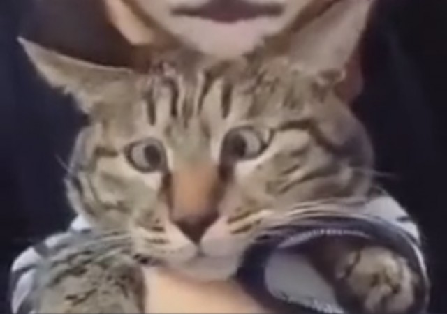 Котоофигевание