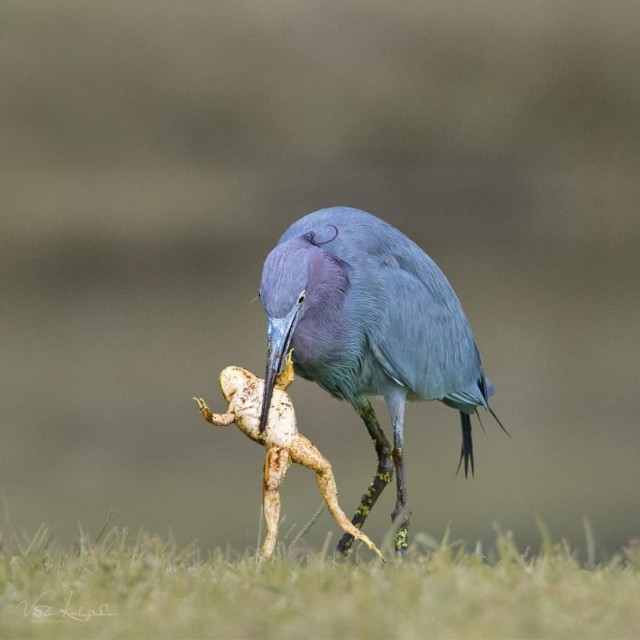 Забавные животные