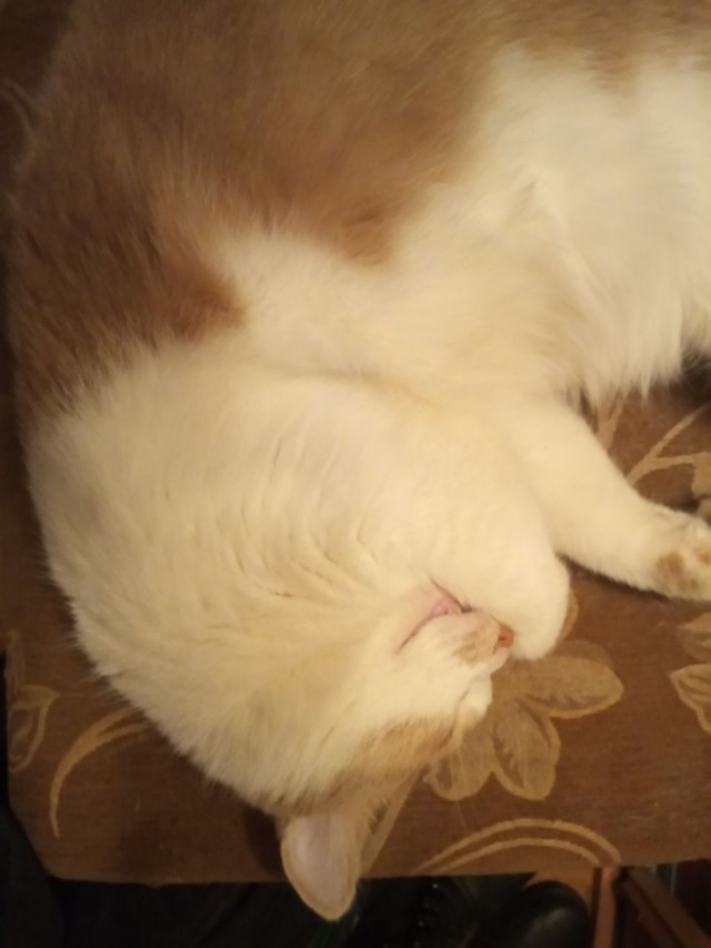 Ну, с котовторником!