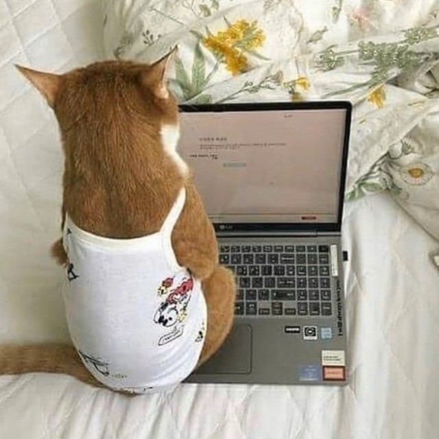 Эти забавные животные
