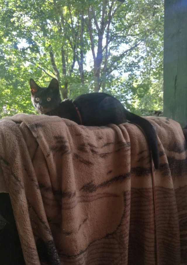 Котовторник?! Коты во вторник!
