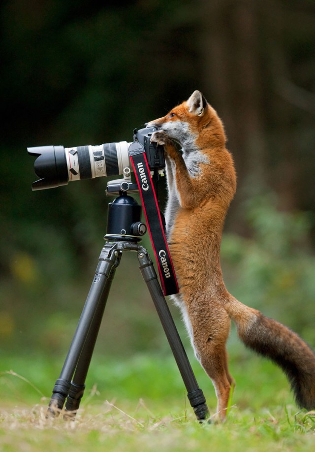 Пост шедевральной милоты: как любопытные животные мешают фотографам