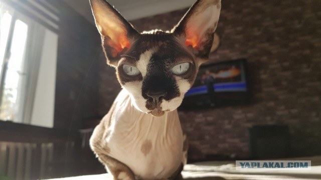 Котовторник. Добавляйте своих