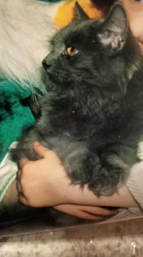 Расчехляем гладильники! - норвежский лесной уже тут