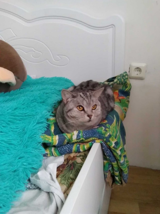 Подборка всякой живности