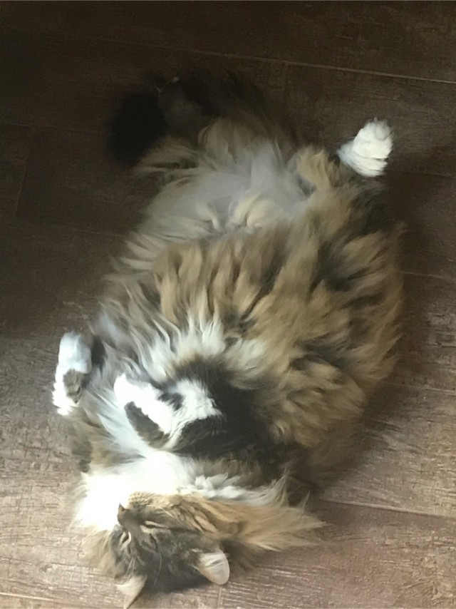 С котовторником!
