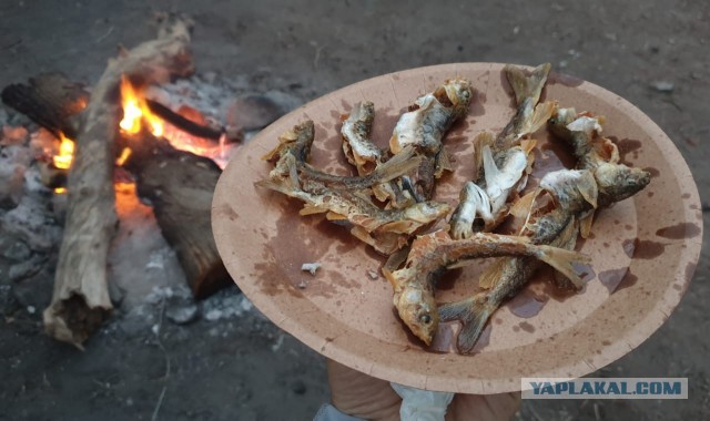 Шашлык, рецепты маринада, все про шашлык!
