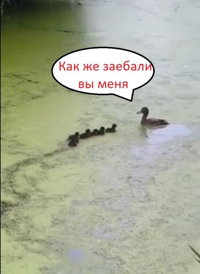  Мама утка играет со своими утятами в прятки!