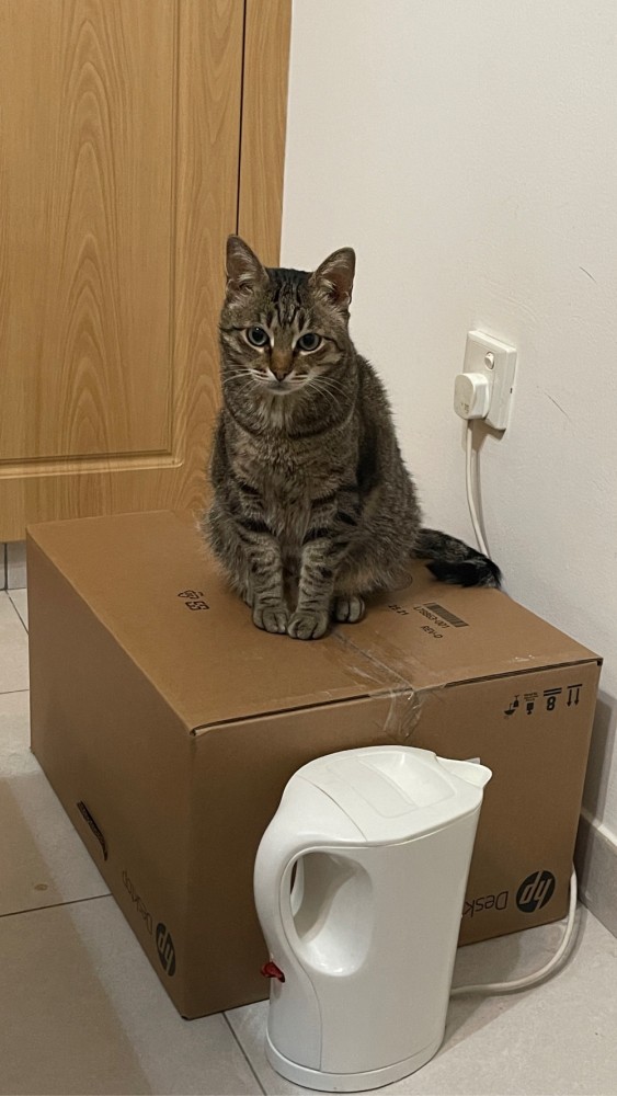 Котовторник же уже наступил?