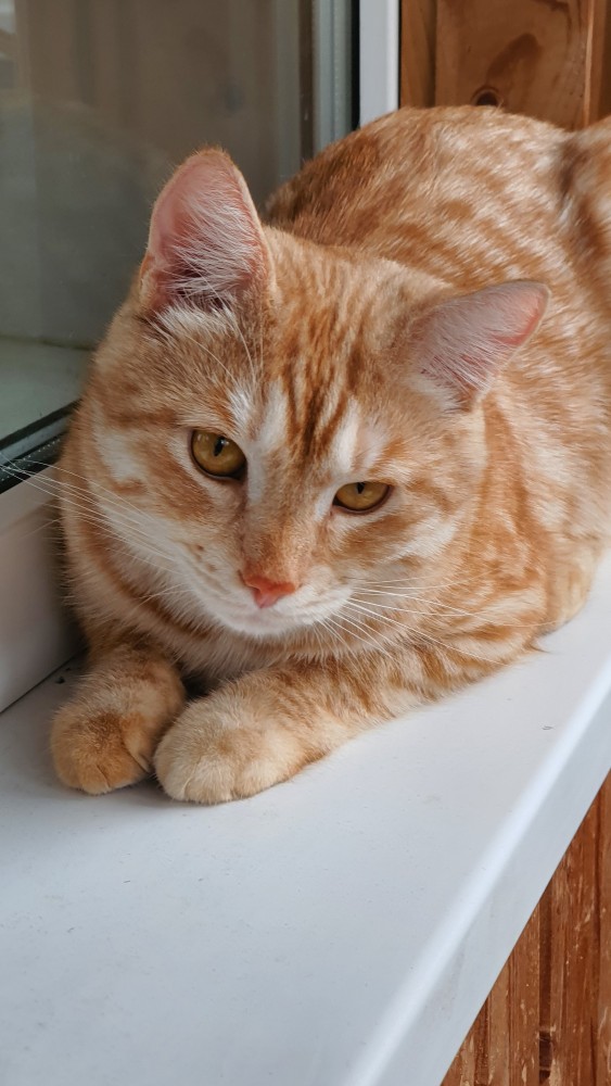 Котовторник 28.09.21