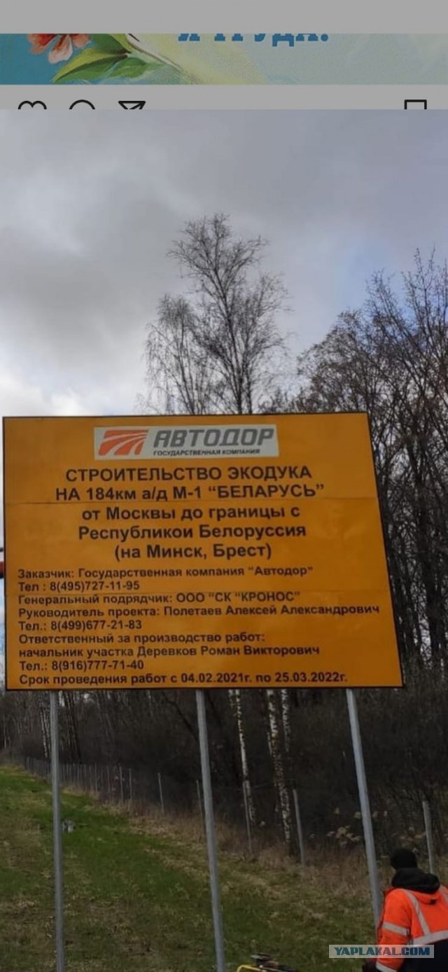 Лось, ДТП, 2 жмура