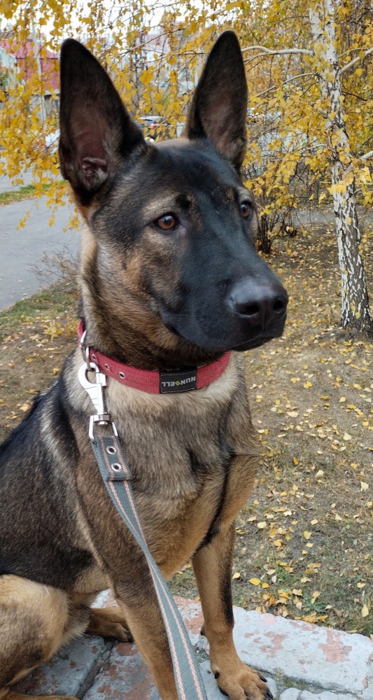Породы собак, которые так похожи друг на друга