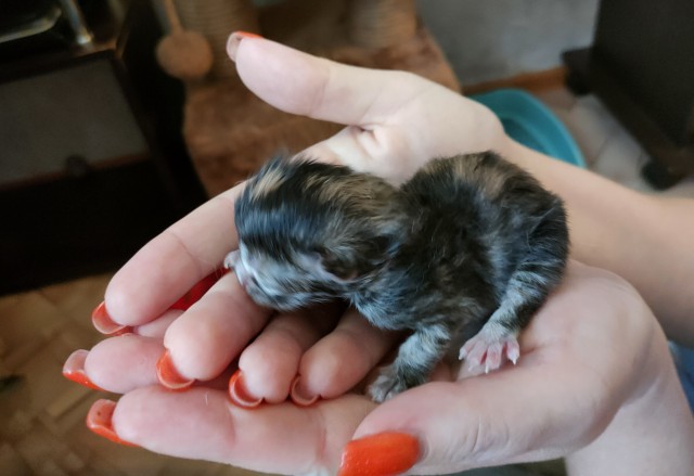 Личинка котэ