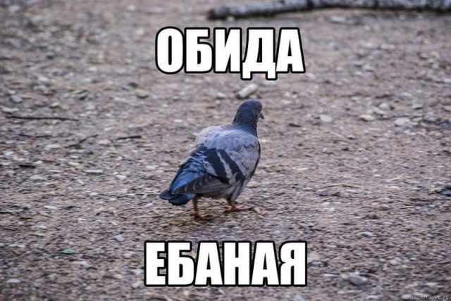 Кадыров про Пескова