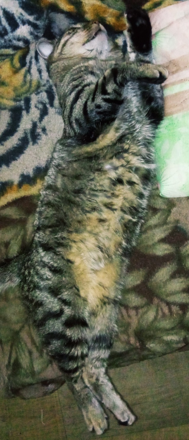 Мой красавец
