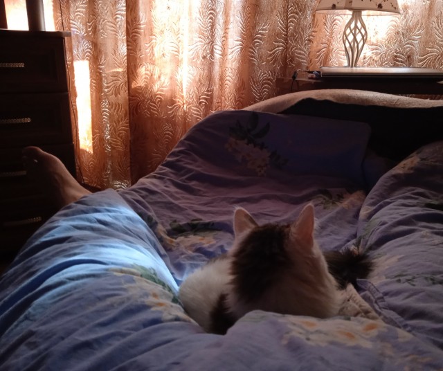 Котовторник. Немного сицилийских котов.