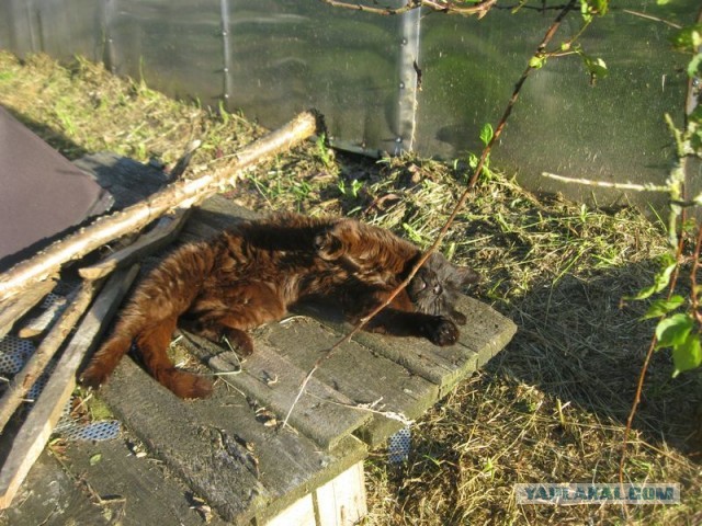 Жизнь домашнего приюта для котеек 399