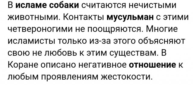 Бездомную собаку расстреляли из ведомственного автомобиля в центре Грозного