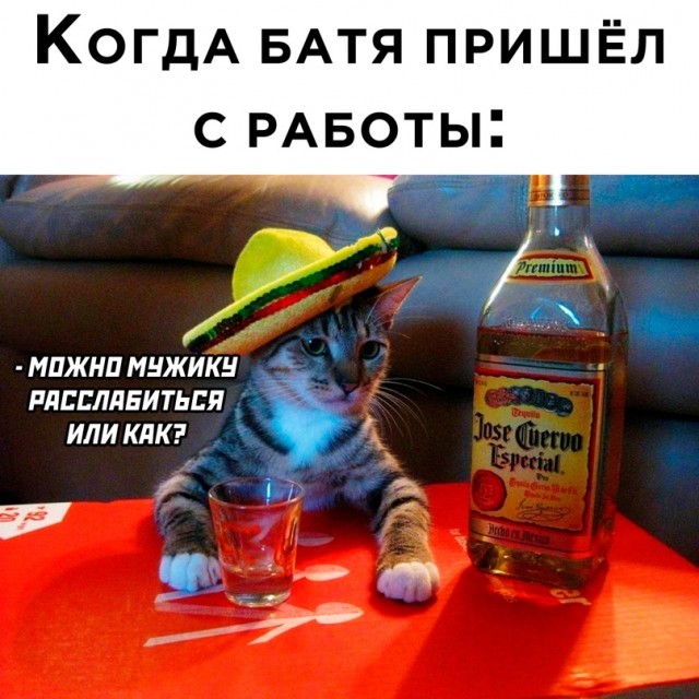 Весёлый полтишок 04.11.22